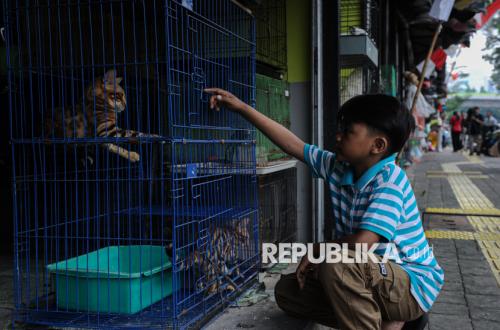 Memelihara Kucing Bikin Anak Cemas dan Tantrum? Ini Penjelasan Studi Terbaru
