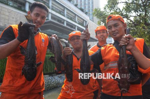 Ikan Sapu-sapu Ancam Ekosistem Sungai Jakarta, Penertiban Terus Dilakukan