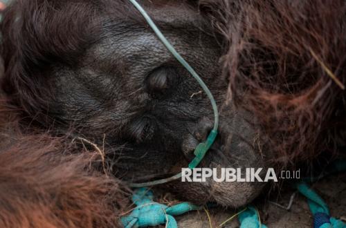 Terpapar Asap Karhutla, Orangutan Ditemukan Lemas di Kebun Sawit