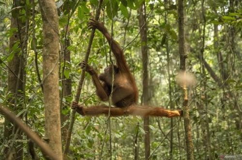 Indonesia: 46 orangutans rescued from forest fires in West Kalimantan