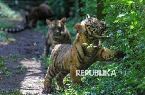 Tingkah Lucu Anak Harimau Sumatra Curi Perhatian Pengunjung Taman Safari Prigen