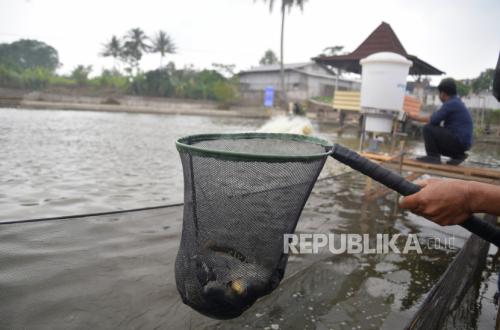 IKN Butuh 12 Ton Ikan per Bulan, Nelayan Binaan ITB Ini Siap Menopang