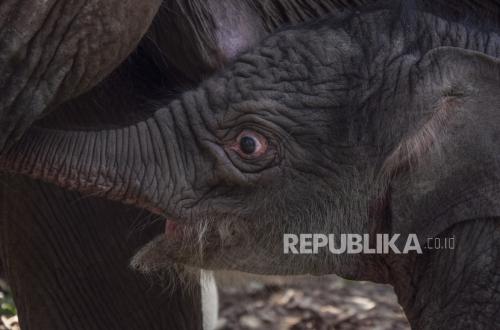 Hari Gajah Sedunia, Menhut Resmikan Strategi Konservasi Gajah Sumatra dan Kalimantan