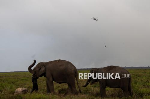 Kebakaran Hutan Kepung Pusat Konservasi Gajah Banyuasin
