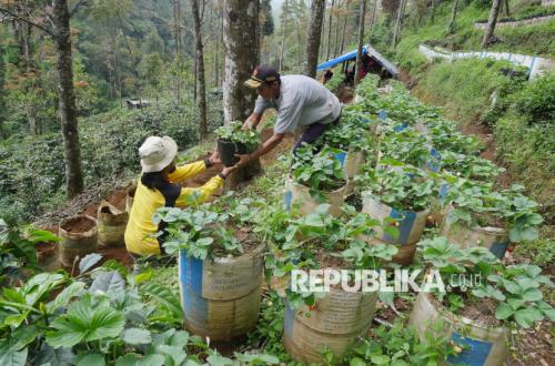 Pemda Perkuat Ketahanan Pangan dan Kelestarian Lingkungan Melalui Alsintan