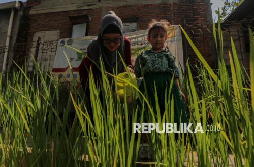 Galon Bekas Disulap Jadi Sawah Mini, Ikhtiar Menjaga Pangan di Tengah Kota