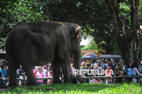 Seorang Anak Jatuh ke Kandang Gajah di Ragunan, Pengelola: Ada Indikasi Satwa Dijadikan Bahan Konten