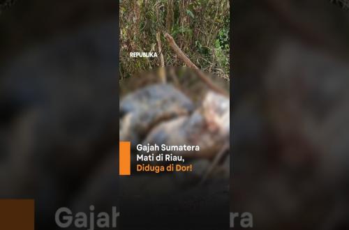 Gajah Sumatera Mati di Dor di Riau Pemerintah Cari Jaringan Pemburu Liar