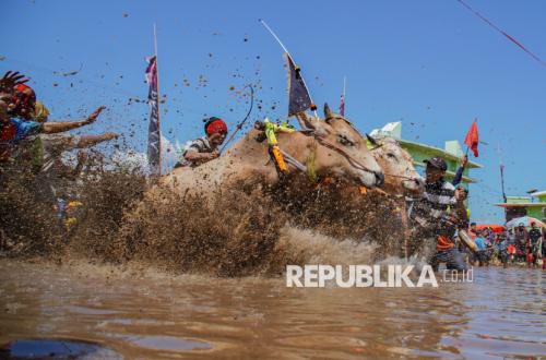 Serunya Festival Sapeh Brujul di Probolinggo, Puluhan Sapi Adu Cepat di Arena