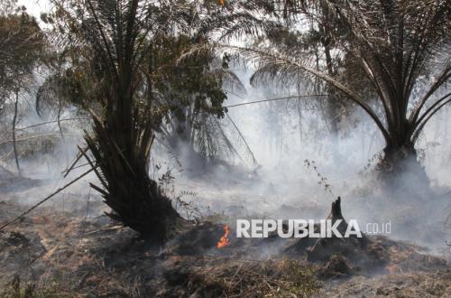 Pakar Hukum Minta Data Sawit di Kawasan Hutan Perlu Dibaca Utuh