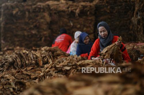 Kuningan Kunci Empat Varietas Tembakau Bersertifikat Negara
