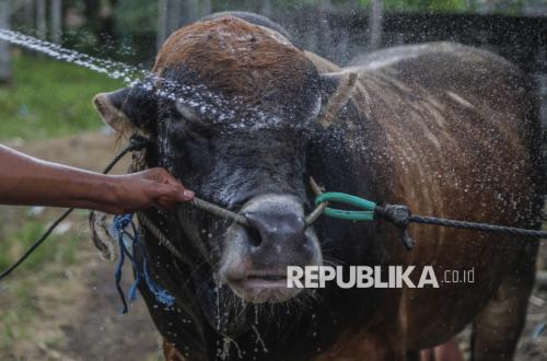 Deretan Sapi Kurban Bantuan Presiden Prabowo di Sejumlah Daerah, Ada yang Beratnya Capai 1,3 Ton