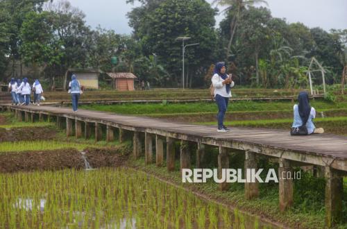 Papua hingga Aceh Pacu Cetak Sawah Demi Swasembada Pangan