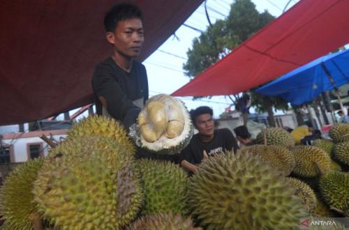 Bupati Kaur: Infrastruktur Kunci Majukan Sentra Durian dan Sawit