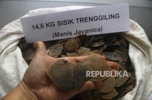 WN Vietnam Selundupkan 796 Kg Sisik Trenggiling, Ditangkap di Merak