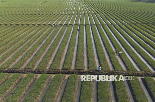 Kemarau 2026 Tiba Lebih Cepat, Petani Majalengka Diminta Percepat Tanam