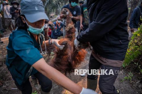 Kronologi Orangutan Ditemukan Lemas di Kebun Sawit Akibat Lari dari Karhutla Kalimantan