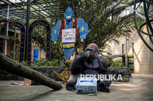 Momen Ulang Tahun Gorila Kihi dan Kumbo di Taman Margasatwa Ragunan