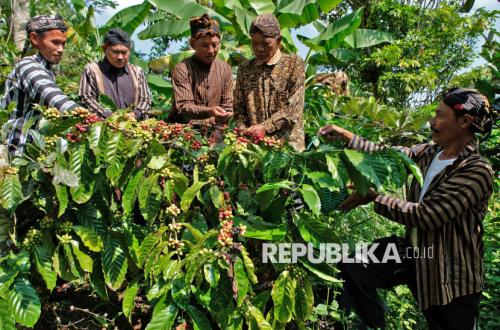 Nublek Kopi, Tradisi Turun-Temurun Sambut Panen Kopi di Temanggung