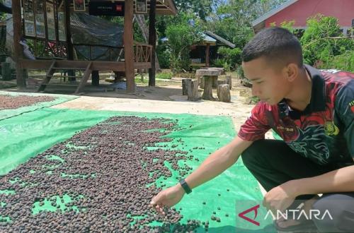 Disbun Kaltim Latih Petani 4 Daerah Tangani Hasil Perkebunan