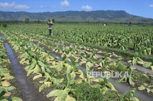 Beri Peringatan kepada Pemerintah, APTI: PP 28/2024 Bisa Pukul Industri dan Jutaan Pekerja