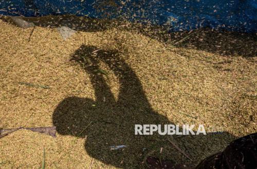 PT Industri Padi Nusantara Gandeng Unhas dan Lembaga Riset Cina Garap Bibit Padi Unggul