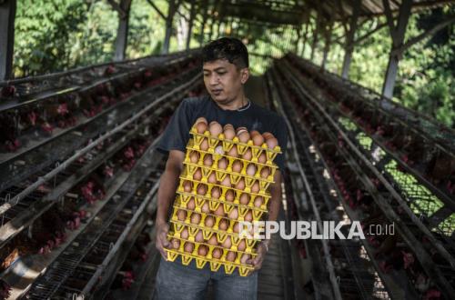 Lindungi Peternak, Kementan dan Industri Pakan Sepakat Tunda Kenaikan Harga Pakan Ayam