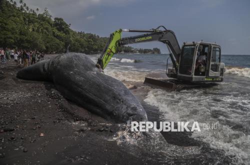 Paus Sperma 9,8 Meter Mati Terdampar di Ternate, Begini Penanganannya