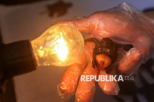 Inovasi Penetasan Tanpa Pasir Selamatkan Ribuan Tukik Penyu di Banyuwangi