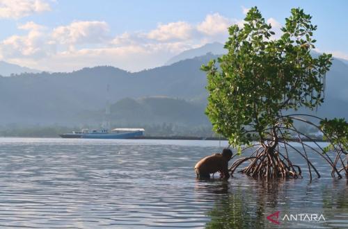 Menteri Lingkungan Ajak Semua Pihak 'Tobat Ekologis' Lewat Rehabilitasi Mangrove