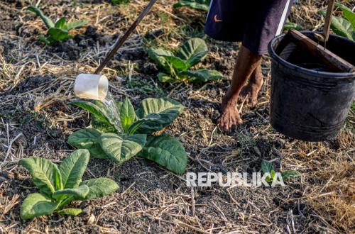 Tobacco farmers in Bantarujeg receive solar drying technology