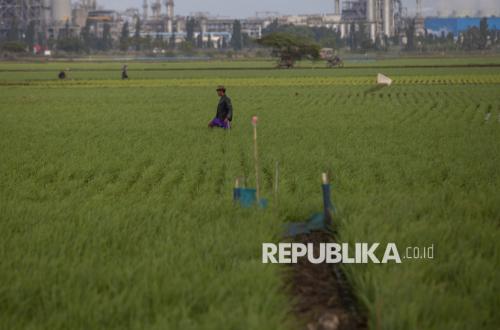 Sawahnya Kebanjiran, Petani di Indramayu dan Cirebon Minta Rentang Kurangi Penggelontoran Air
