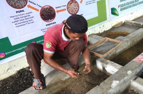 Pemkot Madiun Kembangkan Budi Daya Maggot untuk Atasi Sampah Organik