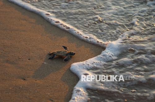Wisata Edukasi Penyu di Sambas Dorong Kesadaran Pelestarian Tukik