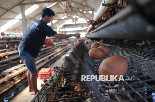 Harganya Anjlok, Amran Perintahkan MBG Serap Telur dari Peternak Lokal