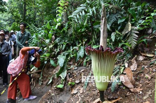 Di Tengah Ancaman Punah, Bunga Bangkai Raksasa Ini Kembali Mekar
