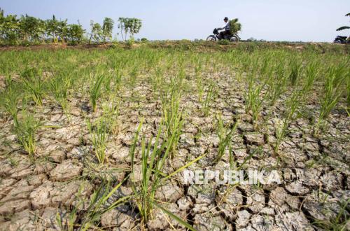 Apa Itu Godzilla El Nino? Fenomena Iklim Ekstrem yang Mengancam Indonesia Tahun Ini