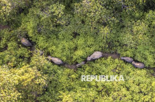 Dari Aceh Hingga Riau: Perang Tanpa Akhir Manusia vs Gajah