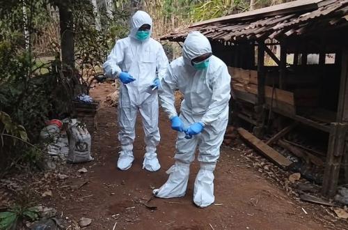 Kementan Perketat Pengendalian Antraks di Gunungkidul Usai Temuan Kasus