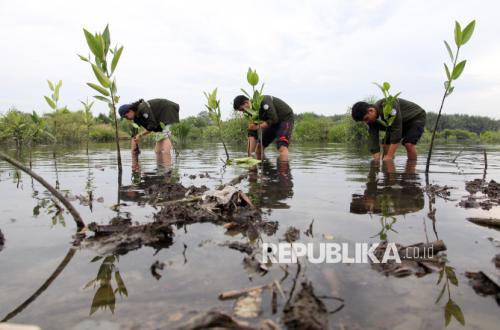Mangrove Jadi Benteng Pesisir, Sumut Susun Strategi Pengelolaan Jangka Panjang