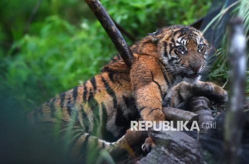 Harimau Sumatera Muncul Lagi, Warga Palupuh Tingkatkan Kewaspadaan