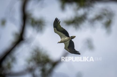 BKSDA Tindak Tegas Perdagangan Tapir dan Lepasliarkan Elang ke Alam