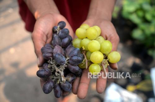 Studi: Konsumsi Anggur Rutin Bisa Bantu Lindungi Kulit dari Sinar Matahari