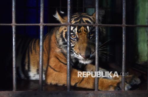 Anak Harimau Sumatra Diselamatkan dari Jerat Babi di Pasaman