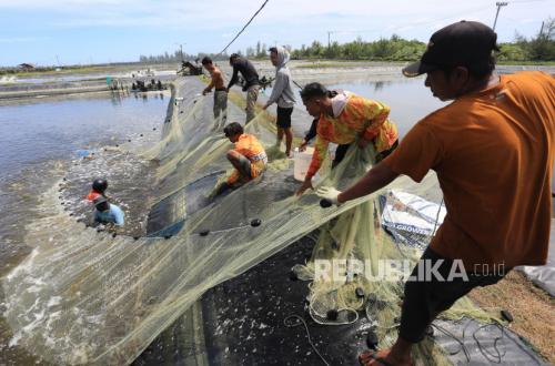 KKP Percepat Rehabilitasi Tambak Aceh, Dorong Pemulihan Ekonomi Pesisir