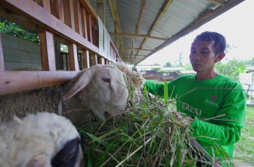 Baznas RI Perkuat Layanan Kurban untuk Dampak Ekonomi Lebih Luas