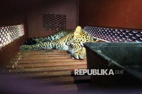 Pencarian Macan Tutul yang Pincang Akibat Ditembak di Hutan Sanggabuana Dihentikan