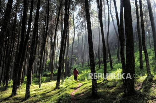 Perhutani Petakan Titik Rawan Kebakaran Jelang Kemarau Ekstrem di Wilayah Hutan Lembang