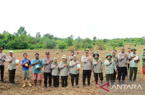 Polresta Ambon Tanam 11,71 Hektare Jagung untuk Dukung Ketahanan Pangan