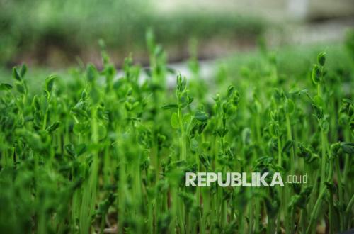 Studi: Paparan Pestisida Pertanian Bisa Tingkatkan Risiko Kanker